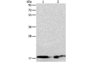 Western Blotting (WB) image for anti-Angiogenin (ANG) antibody (ABIN2427550) (ANG 抗体)