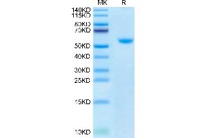 SDS-PAGE (SDS) image for CD40 Ligand (CD40LG) (Trimer) protein (His-DYKDDDDK Tag,Biotin) (ABIN7274319)