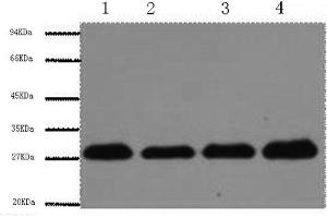 Western Blotting (WB) image for anti-Proliferating Cell Nuclear Antigen (PCNA) antibody (ABIN5957357) (PCNA 抗体)