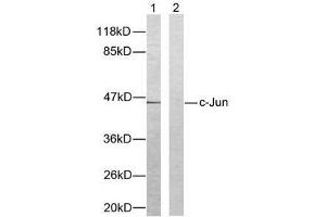 Western blot analysis of extracts from HeLa cells using c-Jun (Ab-93) antibody (E021022). (C-JUN 抗体)