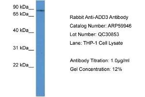 WB Suggested Anti-ADD3  Antibody Titration: 0. (ADD3 抗体  (C-Term))