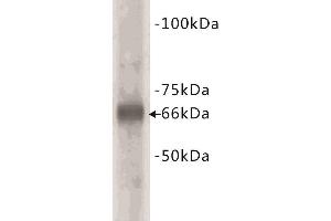 Western Blotting (WB) image for anti-Bovine Serum Albumin (BSA) antibody (ABIN1854818) (BSA 抗体)