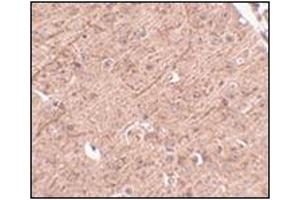 Immunohistochemistry of LASS5 in mouse brain tissue with this product at 2. (LASS5 抗体  (N-Term))