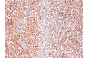 IHC analysis of KCNQ4 in frozen sections of mouse brain extract using KCNQ4 antibody. (KCNQ4 抗体  (AA 2-77) (Atto 390))