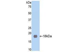 Western blot analysis of recombinant Rat NEP. (MME 抗体  (AA 286-428))