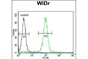 MEIS2 Antibody (Center ) (ABIN651709 and ABIN2840369) flow cytometric analysis of WiDr cells (right histogram) compared to a negative control cell (left histogram). (MEIS2 抗体  (AA 254-280))