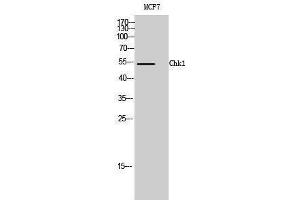 Western Blotting (WB) image for anti-Checkpoint Kinase 1 (CHEK1) (Ser2484) antibody (ABIN3179949) (CHEK1 抗体  (Ser2484))