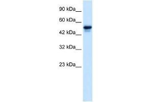 C21ORF18 antibody used at 0. (SETD4 抗体  (C-Term))