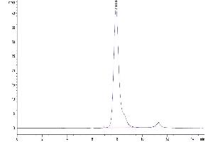 The purity of Biotinylated Human Fc gamma RIIB/CD32b is greater than 95 % as determined by SEC-HPLC. (FCGR2B Protein (His-Avi Tag,Biotin))