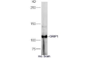 Mouse brain lysate probed with Rabbit Anti-GRIP1 Polyclonal Antibody, Unconjugated (ABIN2559499) at 1:300 in 4˚C. (GRIP1 抗体  (AA 1-100))