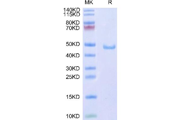 CD59 Protein (CD59) (AA 26-102) (Fc Tag)