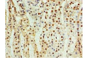 Immunohistochemistry of paraffin-embedded human adrenal gland tissue using ABIN7148846 at dilution of 1:100 (CDK1 抗体  (AA 1-283))