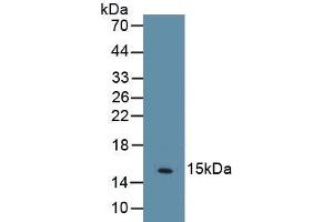 Detection of Recombinant PPARg, Human using Monoclonal Antibody to Peroxisome Proliferator Activated Receptor Gamma (PPARg) (PPARG 抗体  (AA 157-274))