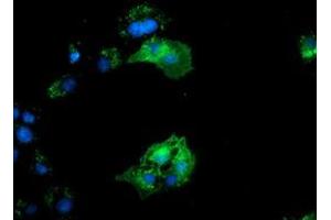 Immunofluorescence (IF) image for anti-Bridging Integrator 3 (BIN3) antibody (ABIN1496924) (BIN3 抗体)