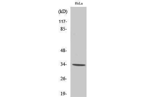 OR7C1 抗体  (Internal Region)