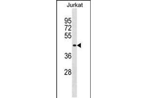 Western blot analysis in Jurkat cell line lysates (35ug/lane). (MBNL1 抗体  (C-Term))