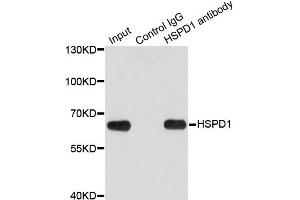 Immunoprecipitation analysis of 200 μg extracts of HeLa cells using 1 μg HSPD1 antibody (ABIN5970357). (HSPD1 抗体)