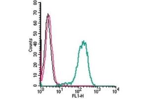 Cell surface detection of Frizzled-1 by indirect flow cytometry in live intact human THP-1 monocytic leukemia cells: (black line) Cells. (FZD1 抗体  (Extracellular, N-Term))