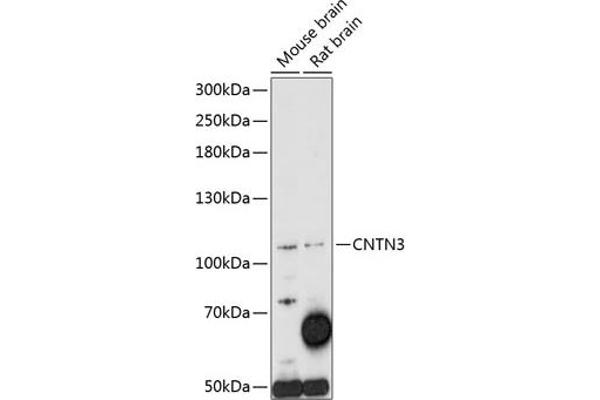 CNTN3 抗体  (AA 20-110)
