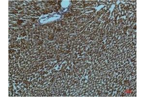 Immunohistochemical analysis of paraffin-embedded Rat Liver Tissue using PI3 Kinase P85 α Mouse mAb diluted at 1:200. (PIK3R1 抗体)