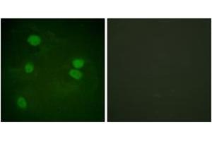 Immunofluorescence (IF) image for anti-Histone 3 (H3) (AA 16-65) antibody (ABIN2890740) (Histone 3 抗体  (AA 16-65))