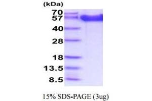 FGFR1 Protein (AA 22-376) (His tag)