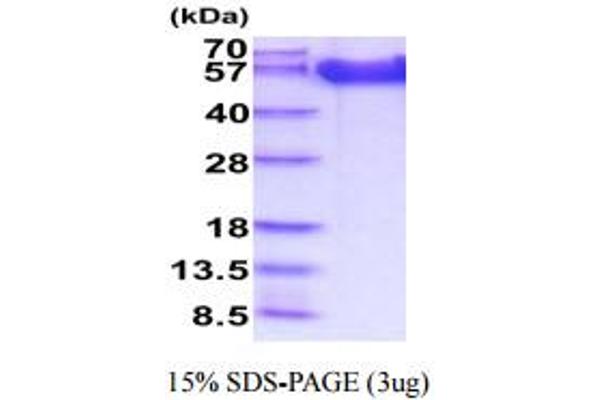 FGFR1 Protein (AA 22-376) (His tag)