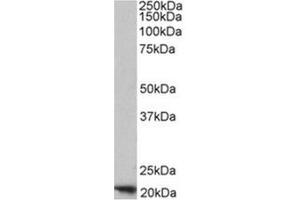 Image no. 1 for anti-Ferritin, Heavy Polypeptide 1 (FTH1) (C-Term), (Heavy Chain) antibody (ABIN375067) (FTH1 抗体  (C-Term, Heavy Chain))