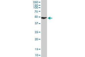 CXCR4 MaxPab rabbit polyclonal antibody. (CXCR4 抗体  (AA 1-352))