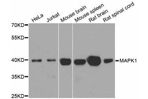 Western blot analysis of extracts of various cell lines, using ERK1/2 antibody. (ERK2 抗体  (N-Term))