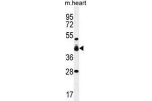 VSIG8 Antibody (C-term) western blot analysis in mouse heart tissue lysates (35 µg/lane). (VSIG8 抗体  (C-Term))