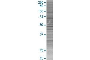 GCG transfected lysate. (GCG 293T Cell Transient Overexpression Lysate(Denatured))