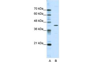 Western Blotting (WB) image for anti-DOK2 (DOK2) antibody (ABIN2463714) (DOK2 抗体)