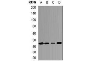 Western blot analysis of c-Jun expression in MCF7 (A), Hela (B), mouse kidney (C), rat heart (D) whole cell lysates. (C-JUN 抗体)