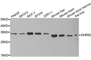 Western blot analysis of extracts of various cell lines, using DHRS2 antibody (ABIN5973846) at 1/1000 dilution. (DHRS2 抗体)
