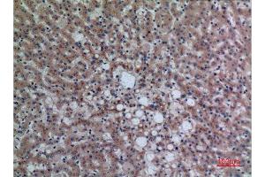 Immunohistochemistry (IHC) analysis of paraffin-embedded Human Liver, antibody was diluted at 1:100. (DPP7 抗体  (C-Term))