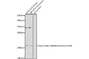 Western blot analysis of extracts of various cell lines, using Asymmetric DiMethyl-Histone H3-R8 antibody (ABIN3017485, ABIN3017486, ABIN3017487 and ABIN6220109) at 1:500 dilution. (Histone 3 抗体  (H3R8me2))