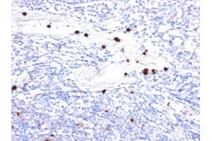 Formalin-fixed, paraffin-embedded human Tonsil stained with G-CSF Mouse Monoclonal Antibody (CSF3/900). (G-CSF 抗体)