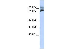 KIF2A antibody used at 1 ug/ml to detect target protein. (KIF2A 抗体  (N-Term))