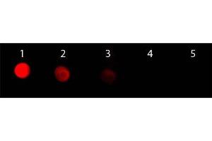 Dot Blot of F(ab')2 Goat anti-Rabbit IgG Antibody Rhodamine Conjugated. (山羊 anti-兔 IgG (Heavy & Light Chain) Antibody (TRITC) - Preadsorbed)