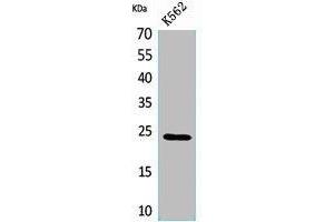 Western Blot analysis of K562 cells using CyPB Polyclonal Antibody. (PPIB 抗体  (C-Term))
