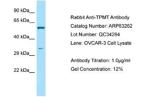 Western Blotting (WB) image for anti-Thiopurine S-Methyltransferase (TPMT) (C-Term) antibody (ABIN971920) (TPMT 抗体  (C-Term))