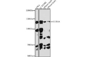 Western blot analysis of extracts of various cell lines, using CC2D1A antibody (ABIN7266430) at 1:1000 dilution. (CC2D1A 抗体)