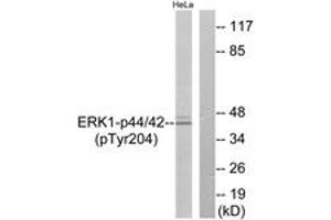 Western blot analysis of extracts from HeLa cells treated with EGF 200ng/ml 30', using p44/42 MAP Kinase (Phospho-Tyr204) Antibody. (ERK1/2 抗体  (pTyr204))