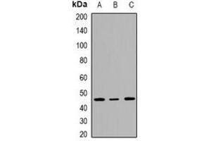 Western blot analysis of INI1 expression in HepG2 (A), Jurkat (B), K562 (C) whole cell lysates. (SMARCB1 抗体  (C-Term))