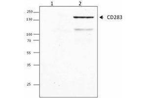 Western Blotting (WB) image for anti-Toll-Like Receptor 3 (TLR3) antibody (ABIN2664507) (TLR3 抗体)