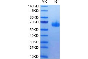 SDS-PAGE (SDS) image for Tumor Necrosis Factor Receptor Superfamily, Member 14 (TNFRSF14) (AA 39-202) protein (Fc Tag) (ABIN7274832)