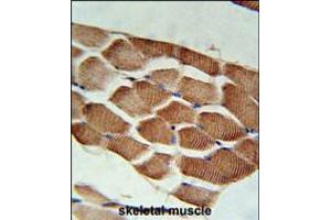 ARHGEF3 Antibody immunohistochemistry analysis in formalin fixed and paraffin embedded human skeletal muscle followed by peroxidase conjugation of the secondary antibody and DAB staining. (ARHGEF3 抗体  (AA 211-240))