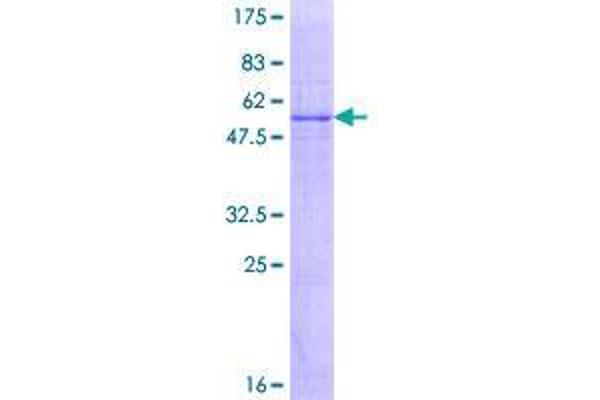 GK5 Protein (AA 1-301) (GST tag)