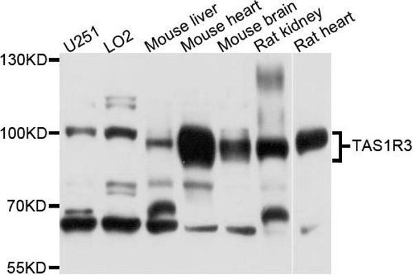 TAS1R3 抗体